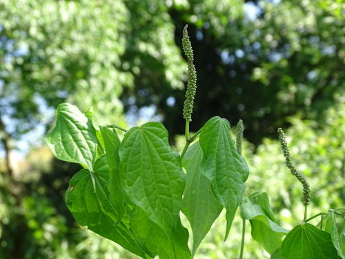 Image of Piper amalago by (c) Alexis López Hernández, some rights reserved (CC BY)