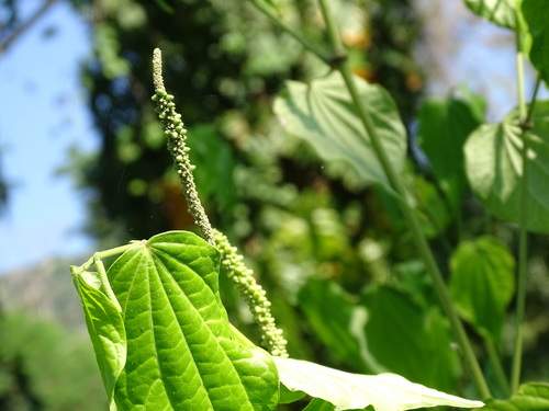 Image of Piper amalago by (c) Alexis López Hernández, some rights reserved (CC BY)