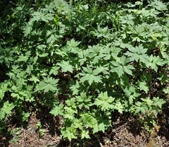 Hydrophyllum tenuipes