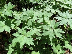 Hydrophyllum tenuipes
