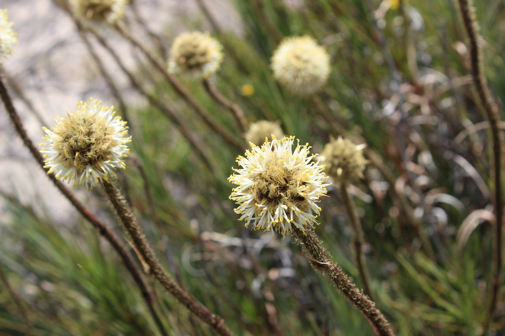 Dasypogon obliquifolius