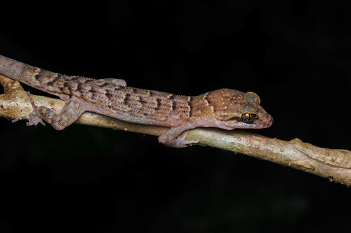 Chevert's Gecko, Nactus cheverti