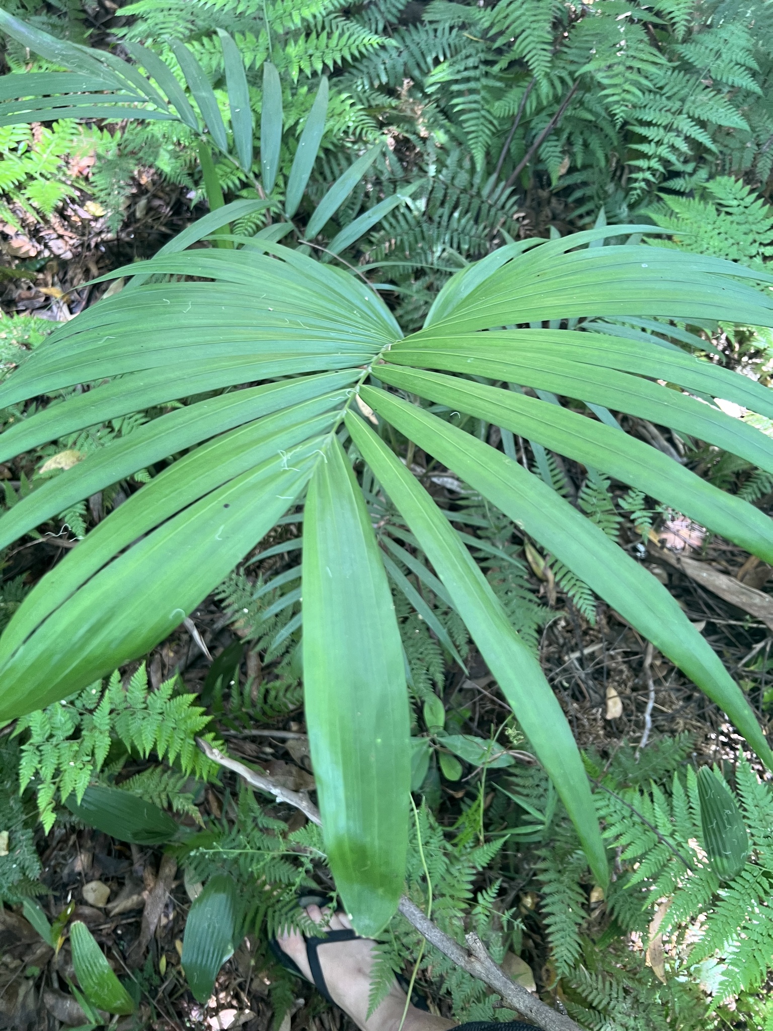 Imagem de Palmeira-imperial