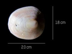 Crucibulum