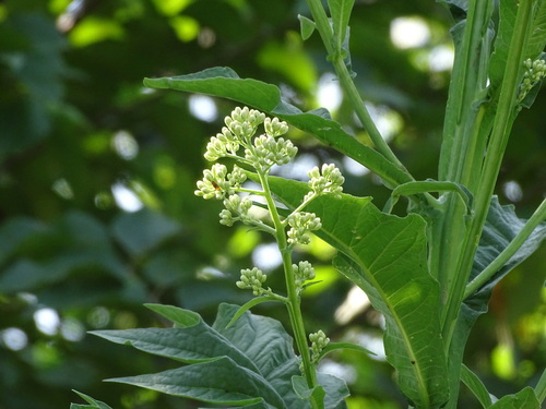 Image of Verbesina turbacensis by (c) Alexis López Hernández, some rights reserved (CC BY)