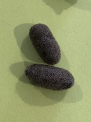 Halysidota tessellaris