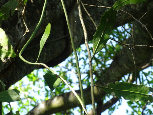 Foto de Dama-da-Noite ou Cacto-Orquídea