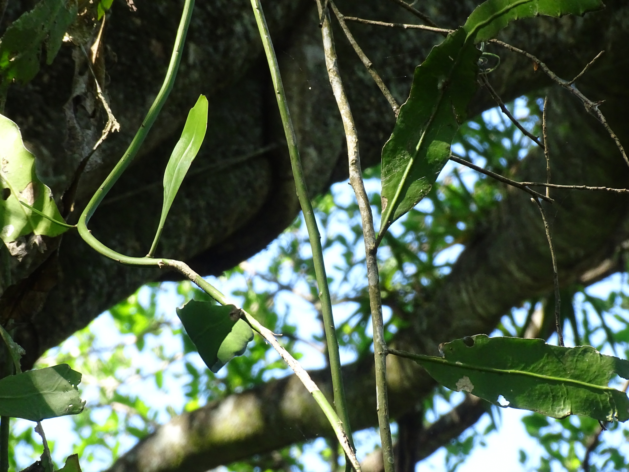 Imagem de Dama-da-Noite ou Cacto-Orquídea