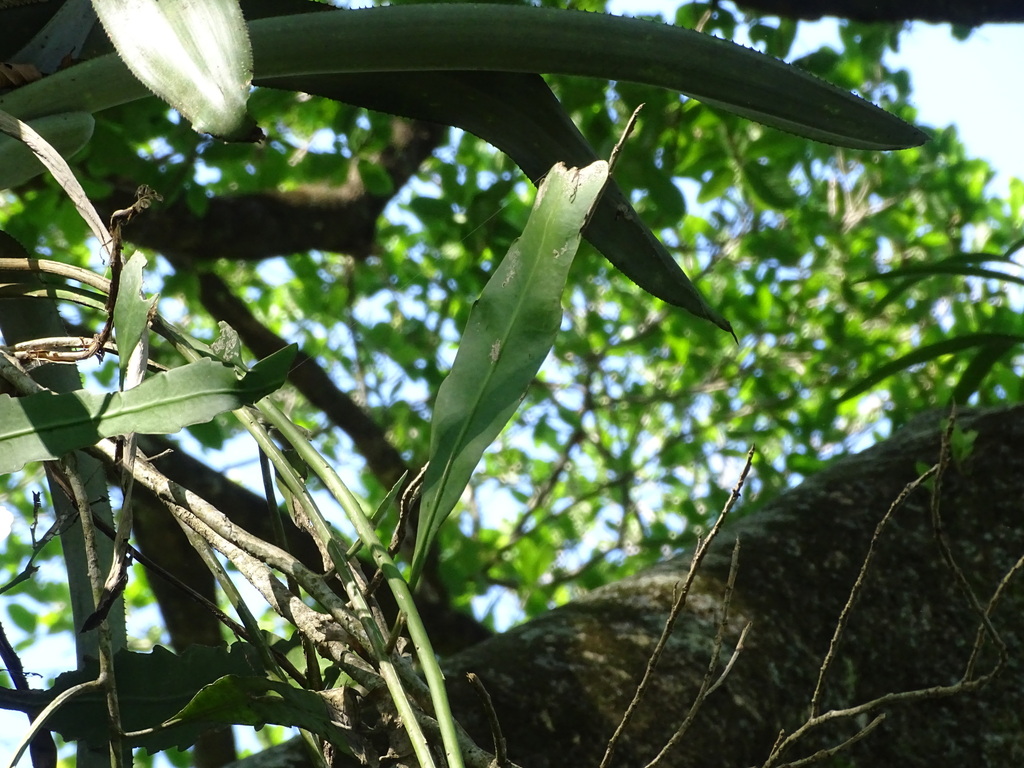 Foto de Dama-da-Noite ou Cacto-Orquídea