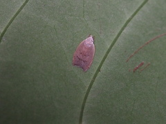 Scythropiodes