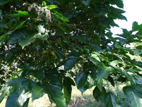 Image of Dendropanax arboreus by (c) Alexis López Hernández, some rights reserved (CC BY)
