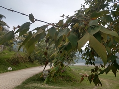 Platanus