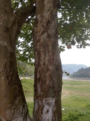 Platanus