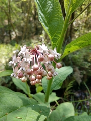 Asclepias pellucida