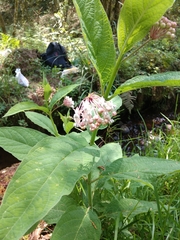 Asclepias pellucida