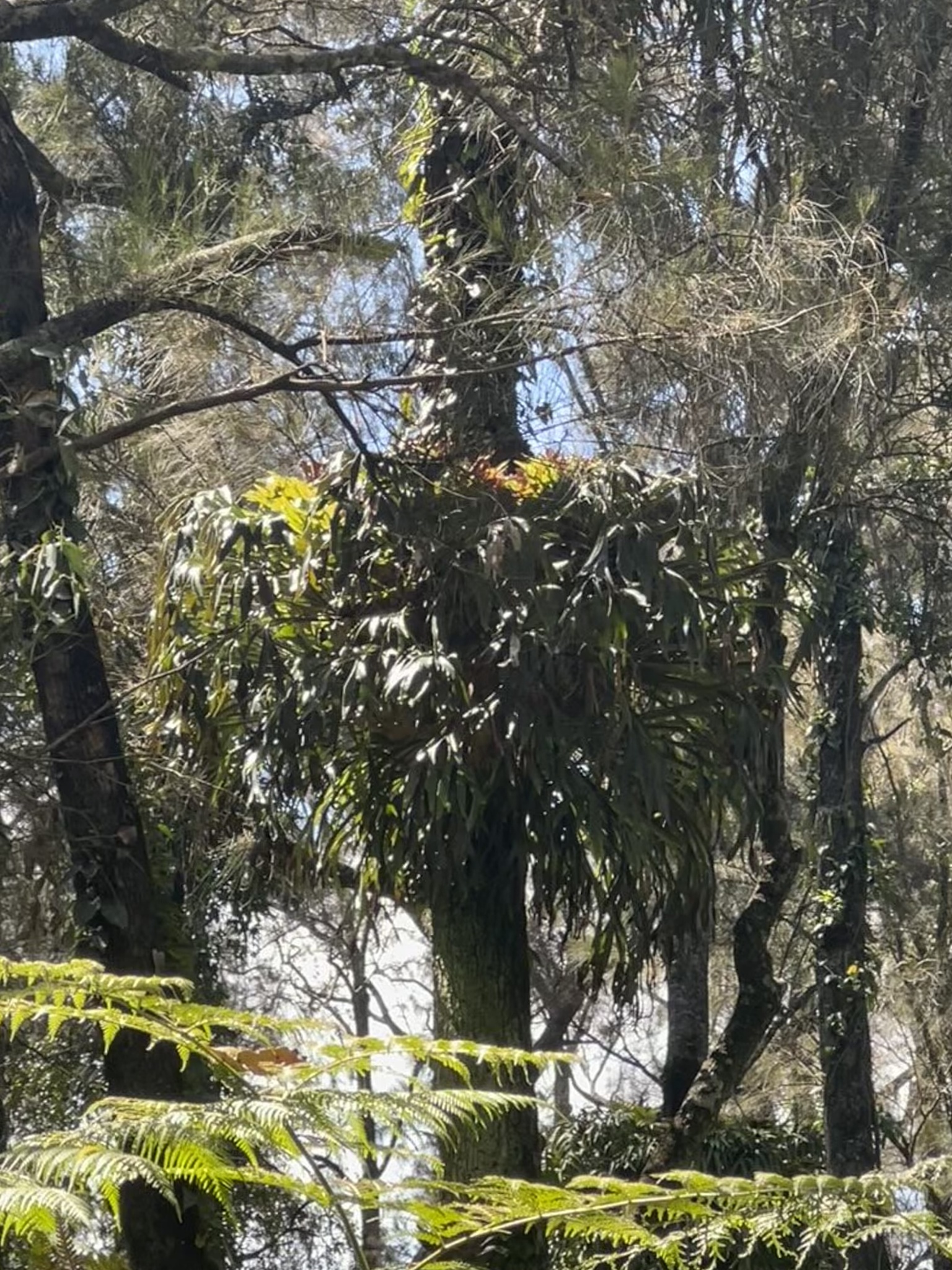 Imagem de Samambaia-de-chifre