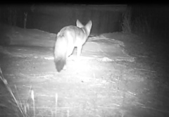 Vulpes macrotis mutica