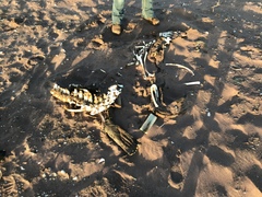 Arctocephalus pusillus pusillus