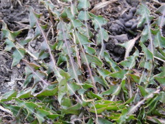 Taraxacum officinale