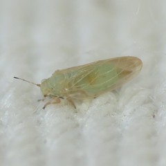 Ceanothia ceanothi