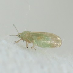 Ceanothia ceanothi