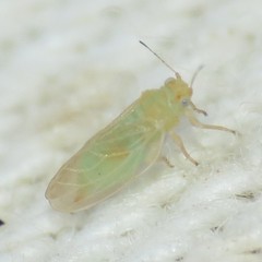 Ceanothia ceanothi
