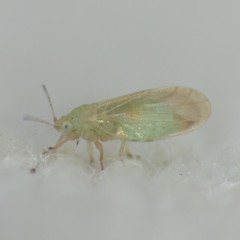Ceanothia ceanothi