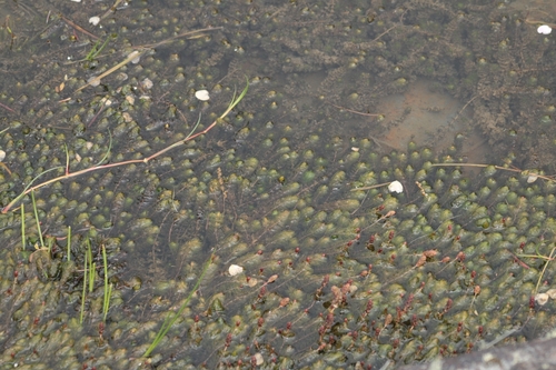 Image of new zealand water-milfoil by (c) Julia Palmer, some rights reserved (CC BY-SA)