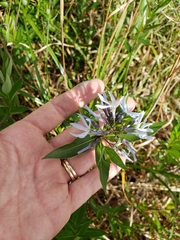 Amsonia repens