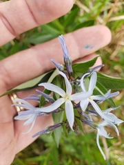 Amsonia repens