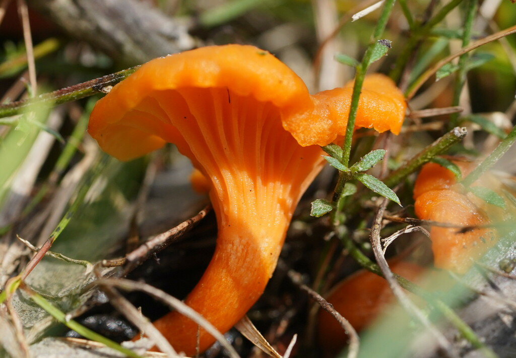 Australian chanterelle from Monbulk VIC 3793, Australia on January 9