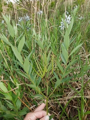Amsonia repens
