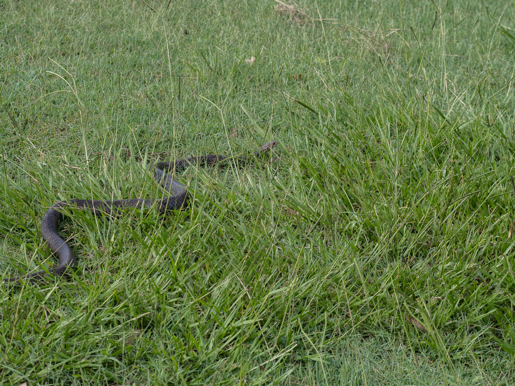 Eastern Brown Snake from Pinjarra Hills QLD 4069, Australia on January ...