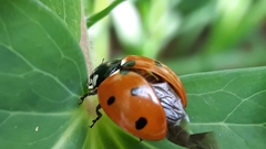 Coccinella septempunctata