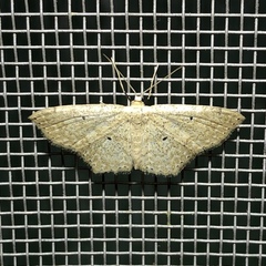 Scopula compensata