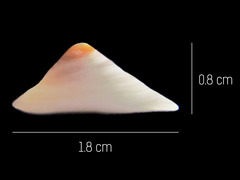 Calyptraea mamillaris