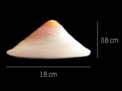Calyptraea mamillaris