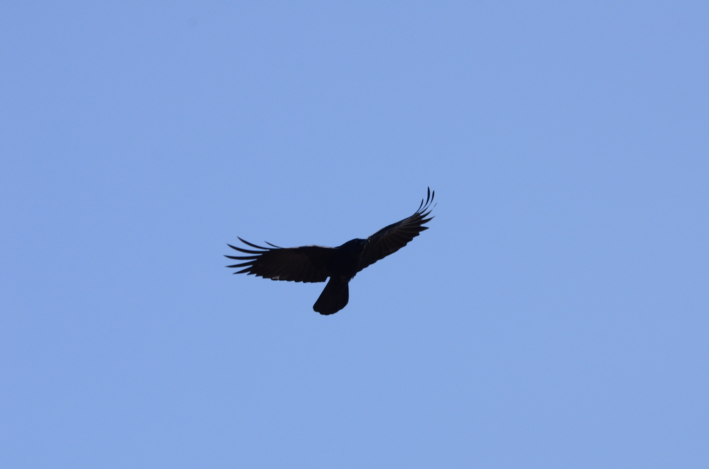 Foto de Carrion Crow