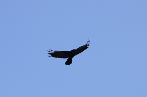 Foto de Carrion Crow