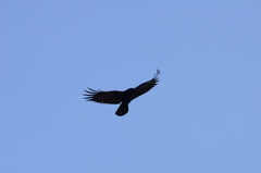 Carrion Crow photo 5