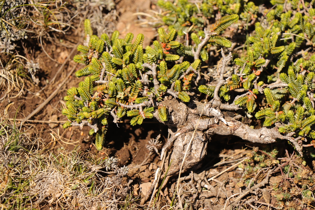 Clutia nana
