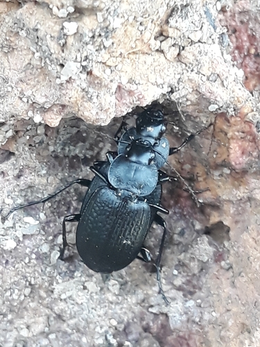 Licine ponctué