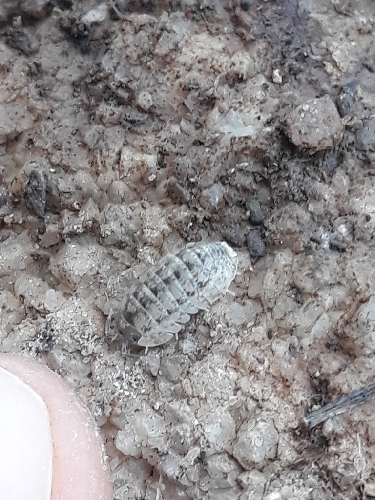 Pillbugs In January 2024 By Karim Haddad INaturalist   Large 