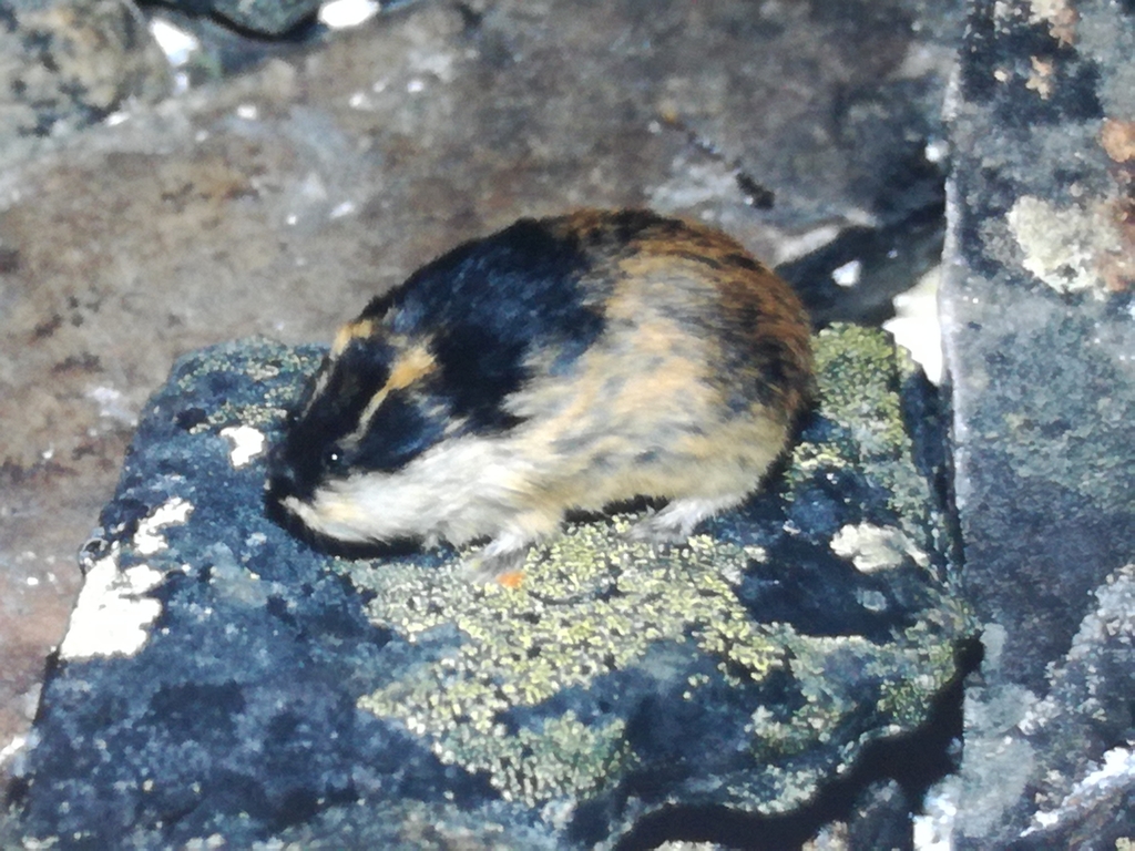 Norwegian Lemming (Lemmus lemmus), Setesdal Vesthei - Ryfylkeheiane  Landscape Conservation Area