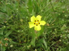 Tuberaria guttata