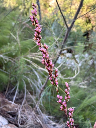 Rhodocoma gigantea, photograph 4