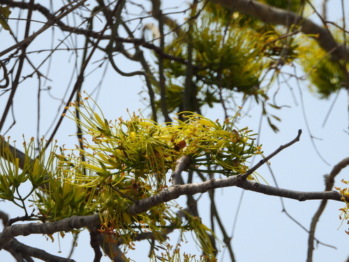 Delonix floribunda (Delonix floribunda)