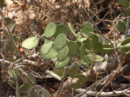 Image of Xerosicyos danguyi by (c) amantedarmanin, some rights reserved (CC BY)
