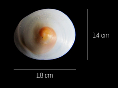 Calyptraea mamillaris