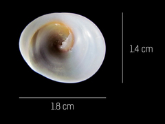 Calyptraea mamillaris